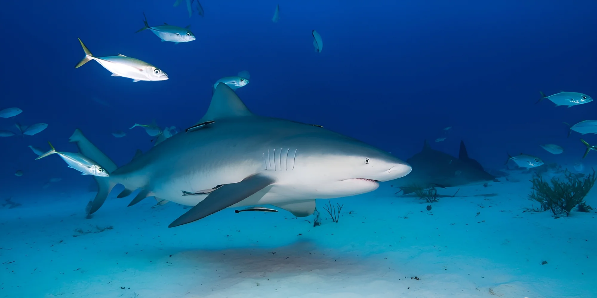 Squalo leuca carcharhinus leucas su sabbia