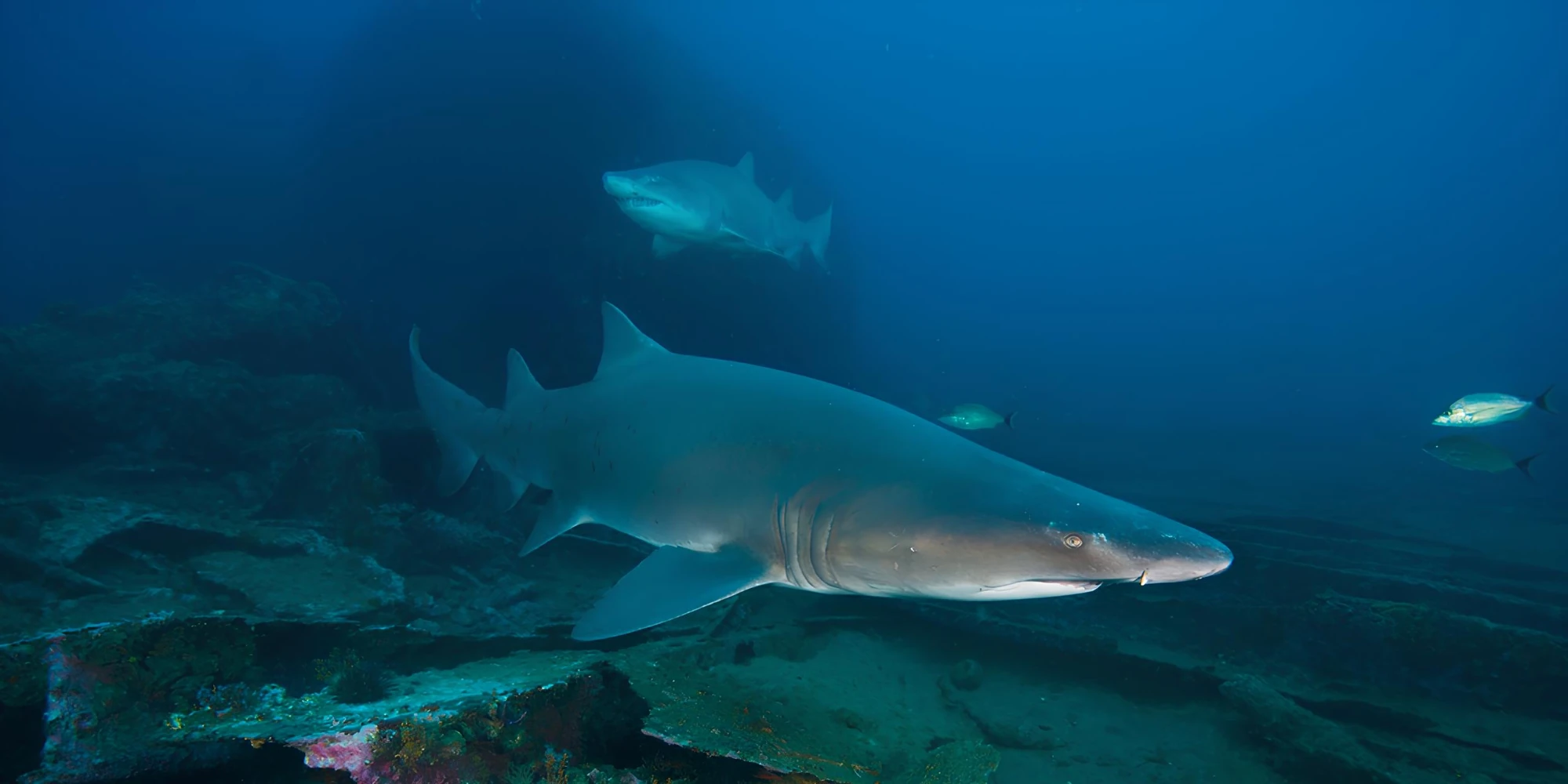 Squalo toro Carcharias taurus sul fondo