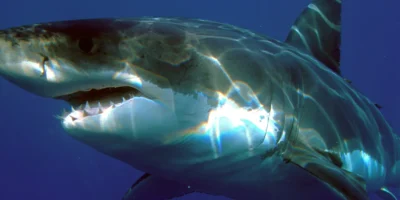 Carcharodon carcharias, squalo bianco