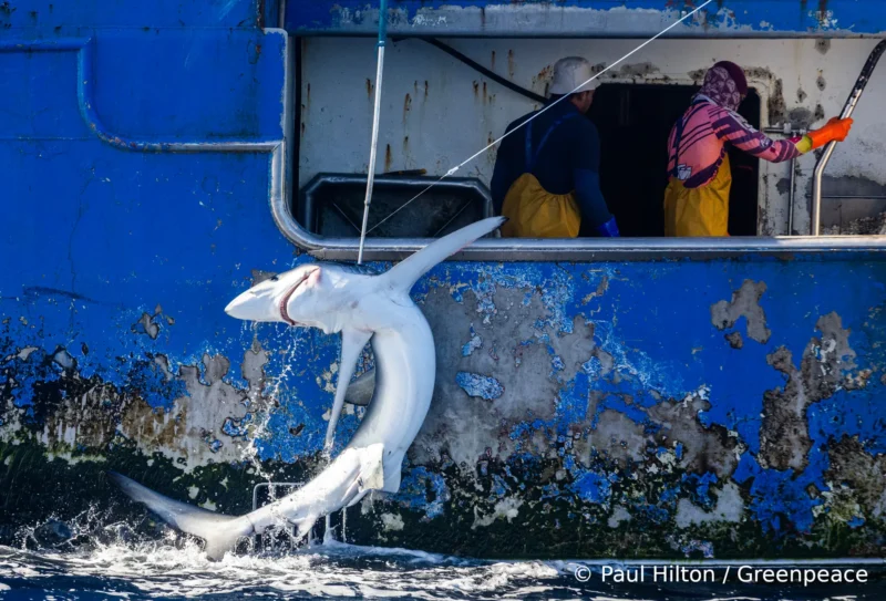 Greenpeace nuova zelanda pesca con palangari squali