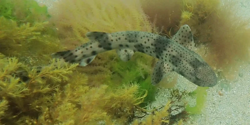 Großgefleckter Katzenhai Scyliorhinus stellaris