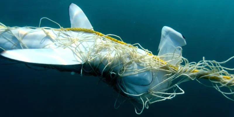 Squalo martello impigliato in una rete da squali nel Queensland