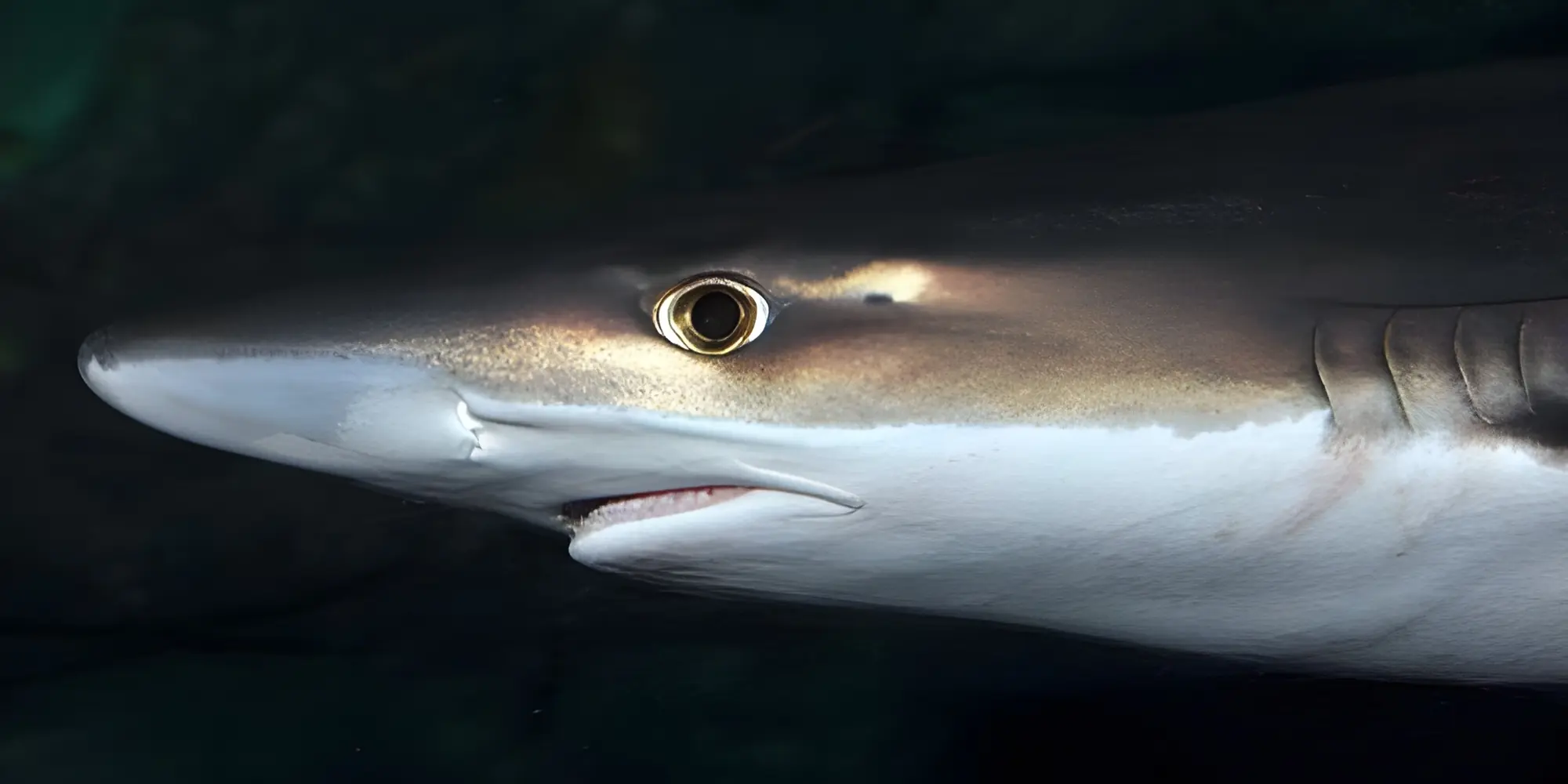 Testa dello squalo palombo Galeorhinus galeus