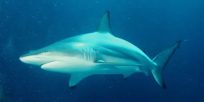 Squalo pinna nera Carcharhinus limbatus