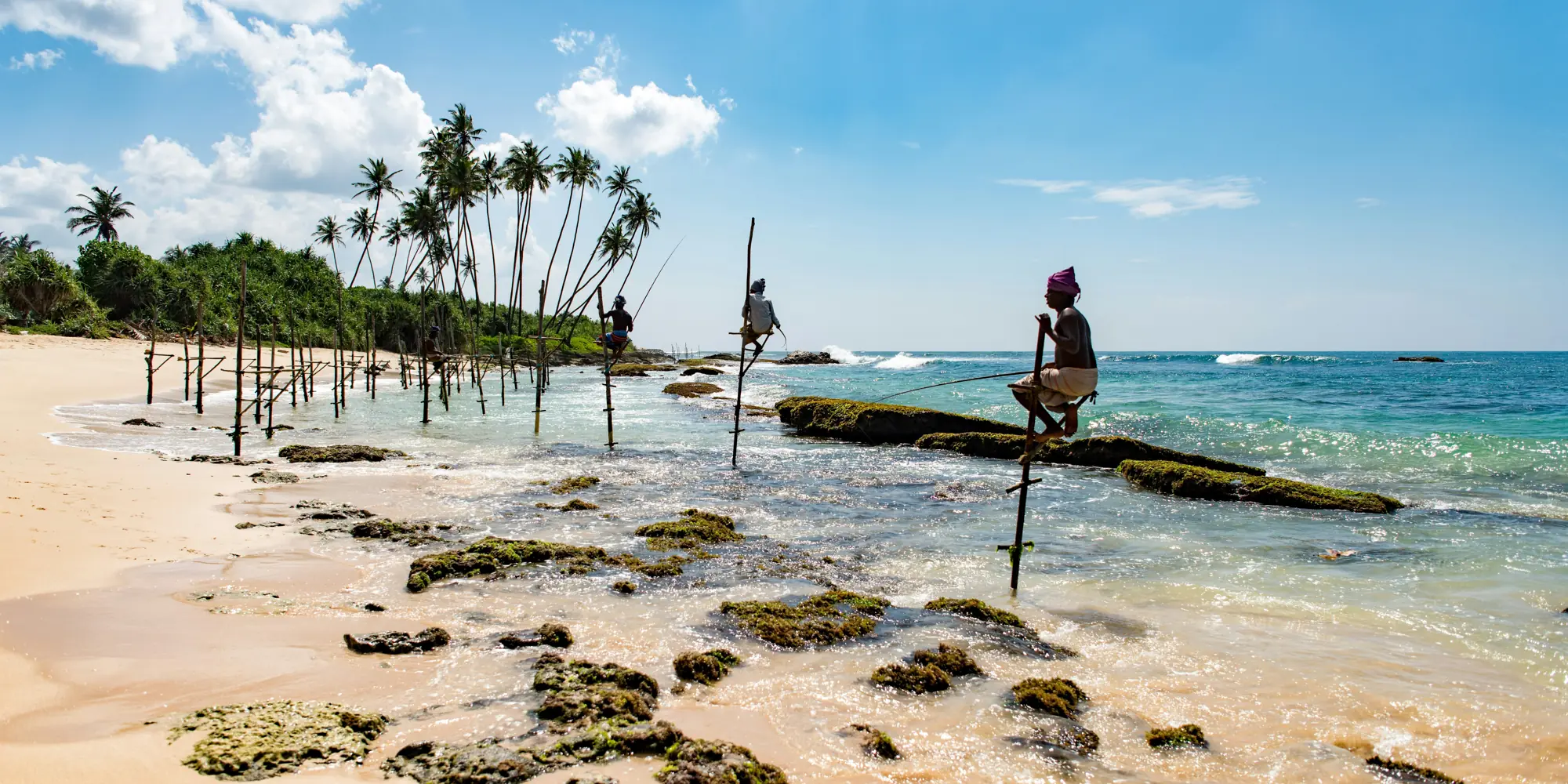 Spiaggia di Mirissa, Sri Lanka: immersioni con gli squali, spiaggia con palme