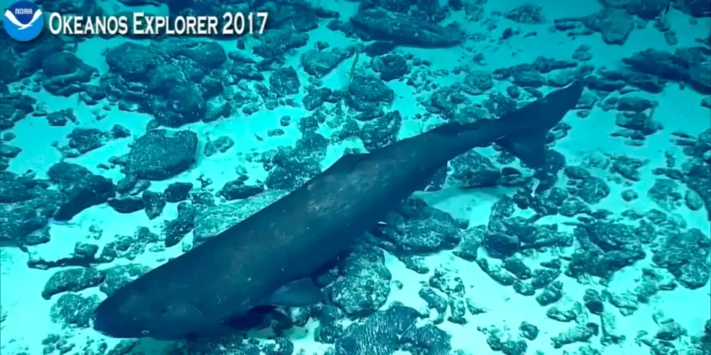 Squalo dormiente del Pacifico Somniosus pacificus