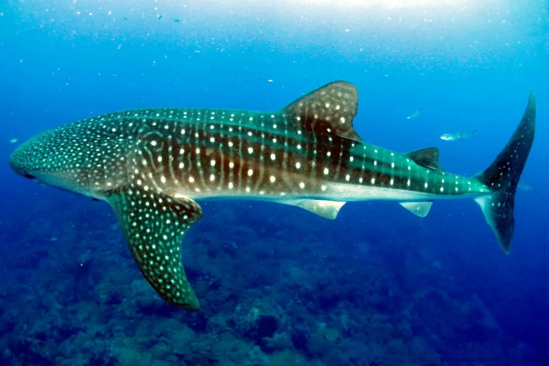 Rhincodon typus squalo balena nelle Flower Garden Banks USA Golfo del Messico