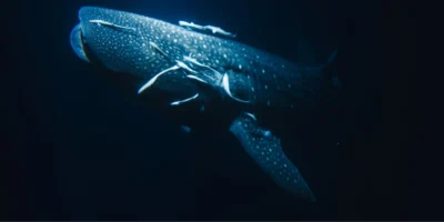 Rhincodon typus squalo balena con sfondo scuro