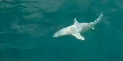 Squalo pinna nera della barriera albino all'amo al largo della Florida