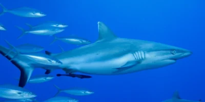 Squalo dalle punte argentate Carcharhinus albimarginatus in acque blu con pesci