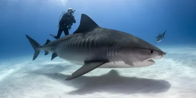 Squalo tigre galeocerdo cuvier