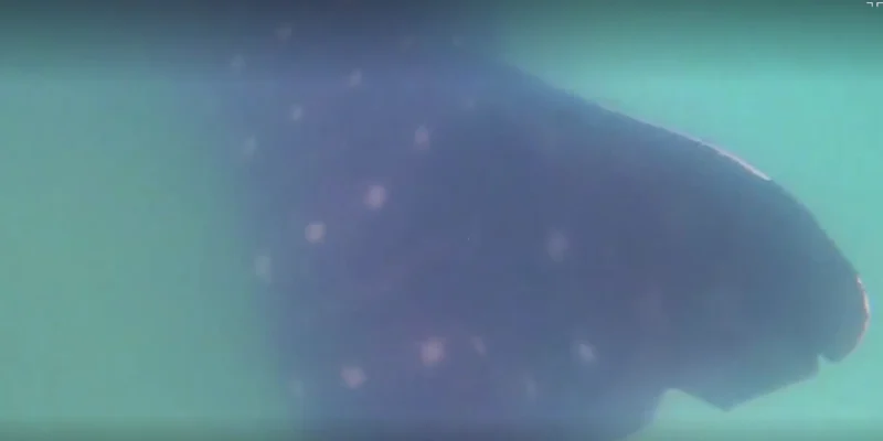 Squalo balena al largo della costa di Ashdod nel Mediterraneo in Israele