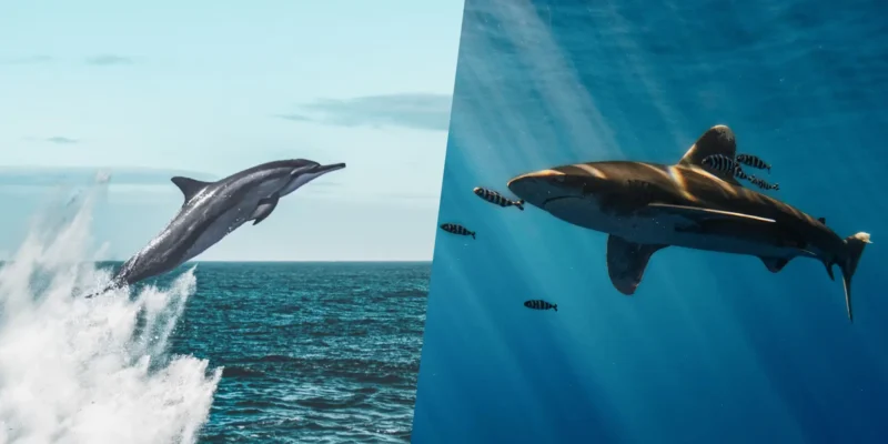 Perché alcuni squali evitano i delfini