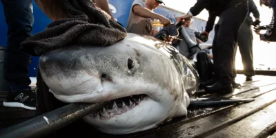 Squalo bianco taggato da OCEARCH