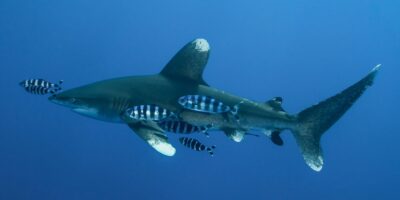 Squalo longimano carcharhinus longimanus