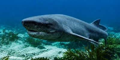 Squalo vacca Notorynchus cepedianus