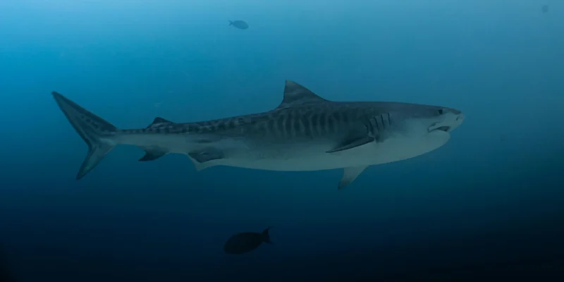 Giovane squalo tigre di lato galeocerdo cuvier