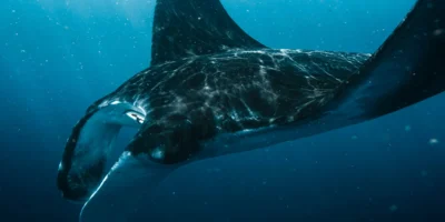 Manta in acque blu