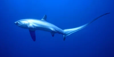 Squalo volpe pelagico Alopias pelagicus in acqua blu