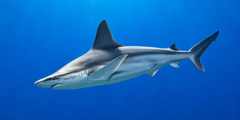 Squalo grigio Carcharhinus plumbeus in acqua blu