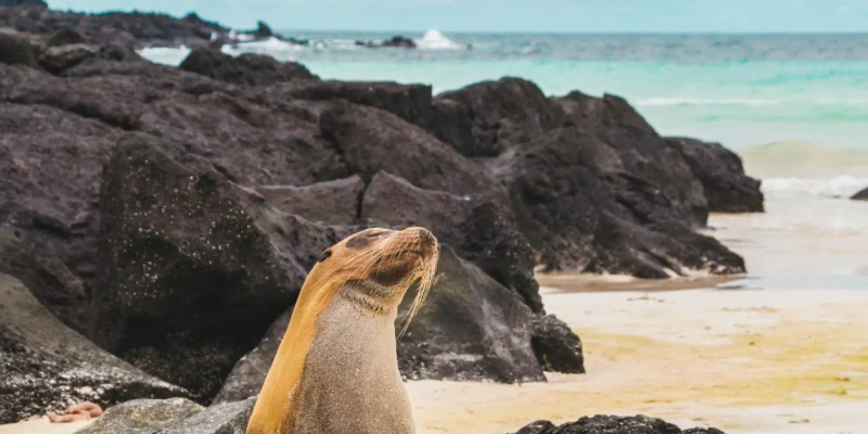 Leone marino sulla spiaggia di Santa Fe, Galápagos