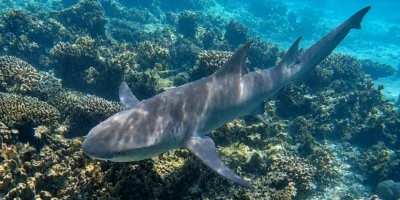 Squalo limone dalle pinne falciformi Negaprion acutidens sopra un reef