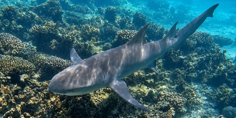 Squalo limone dalle pinne falciformi Negaprion acutidens sopra un reef