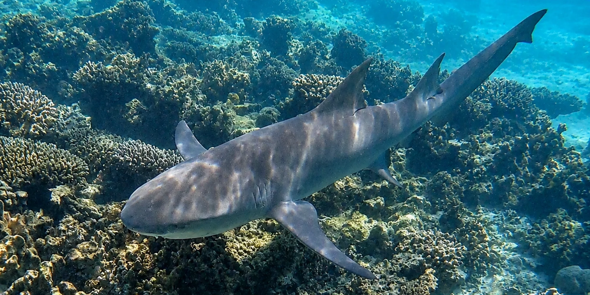 Squalo limone dalle pinne falciformi Negaprion acutidens sopra un reef