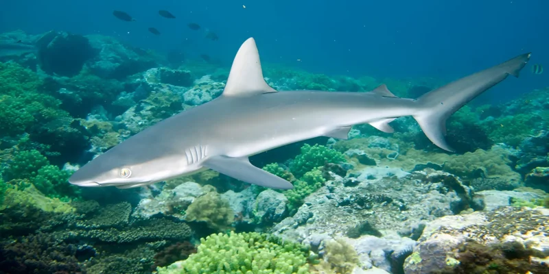 Squalo spinner Carcharhinus brevipinna