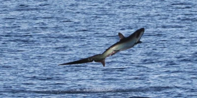 Squalo volpe pelagico Alopias pelagicus che salta fuori dall'acqua