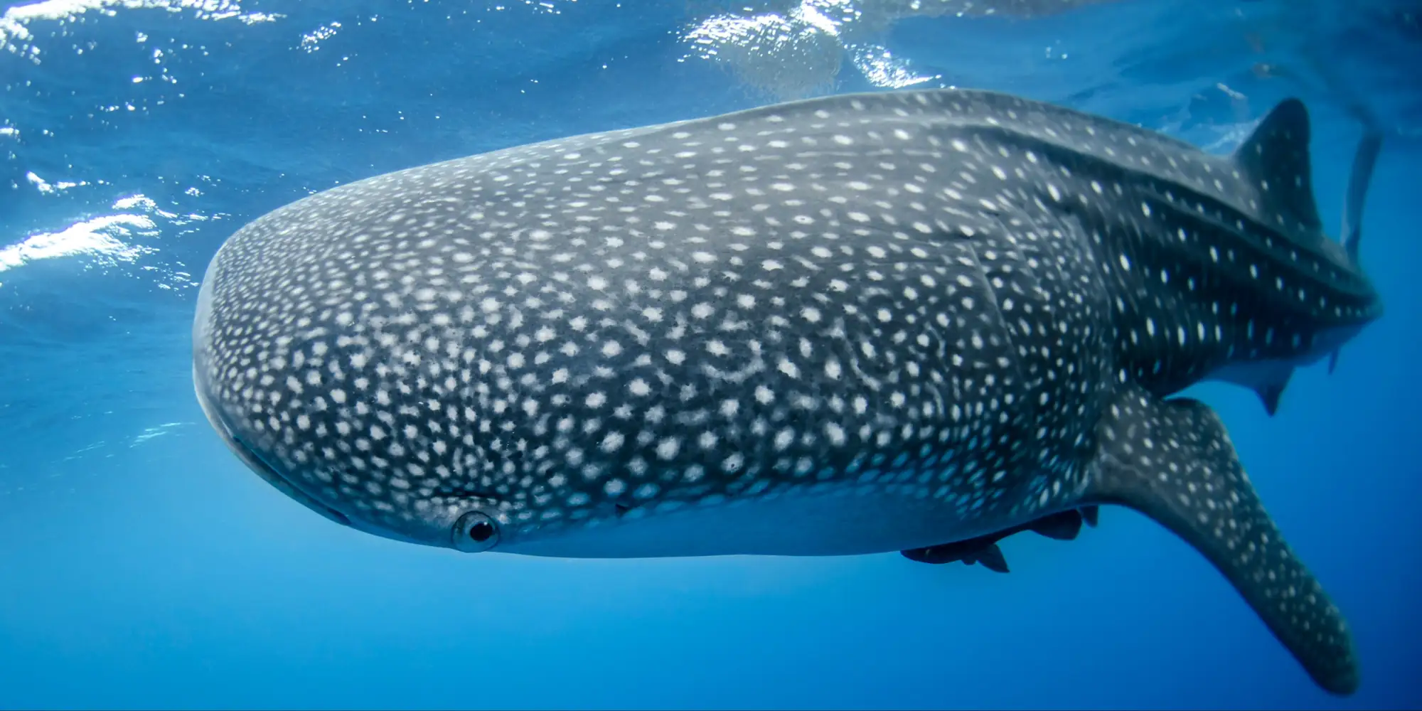 Primo piano della testa di uno squalo balena sotto la superficie Filippine