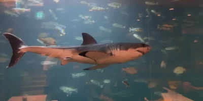 Squalo bianco in un acquario in Corea del Sud