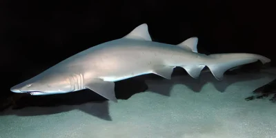 Carcharias taurus, squalo toro con sfondo scuro