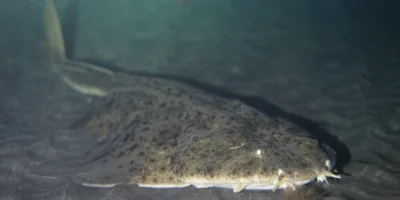 Engelshai liegt im Sand squatina squatina