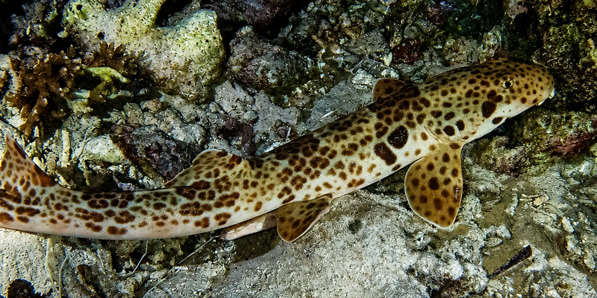 Freycinets Epaulettenhai Hemiscyllium freycineti liegt auf steinigem Grund