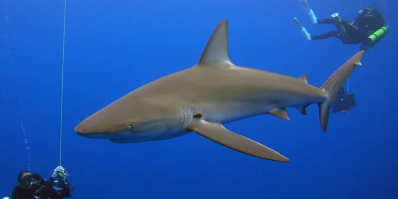 Squalo delle Galápagos Carcharhinus galapagensis