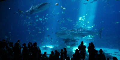 Georgia Aquarium Taroko squalo balena morto