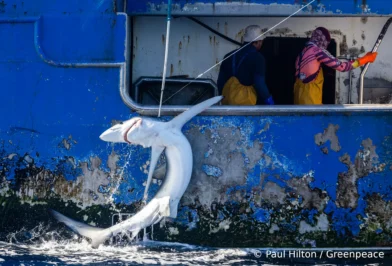 Greenpeace Nuova Zelanda pesca con palangari squali Greenpeace Nuova Zelanda pesca con palangari squali
