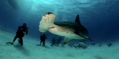 Großer Hammerhai Sphyrna mokarran Bahamas mit Tauchern