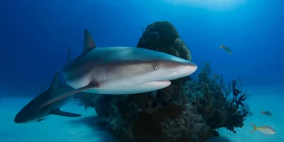 Squali di barriera caraibici alle Bahamas Golfo del Messico