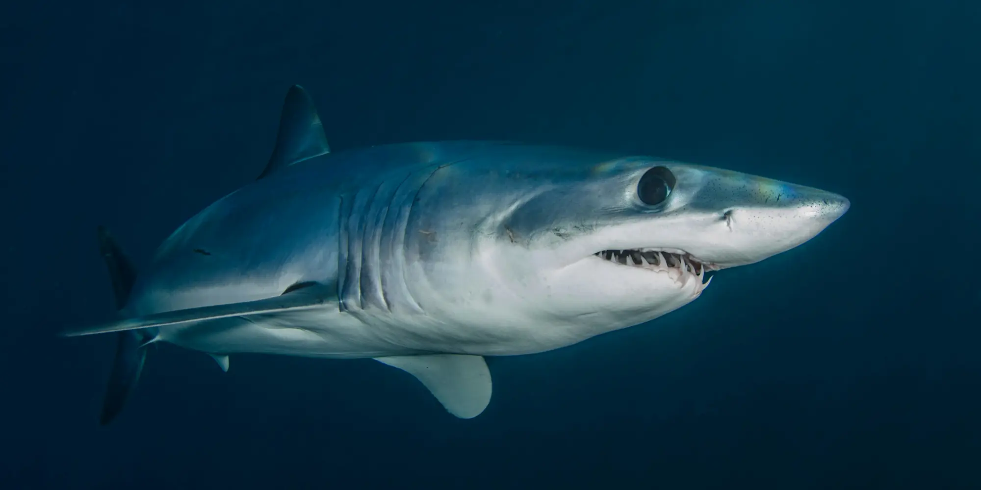 Squalo mako pinna corta Isurus oxyrinchus