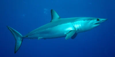 Verdesca isurus oxyrinchus visto di lato in acque blu