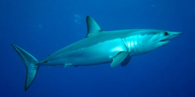 Verdesca isurus oxyrinchus visto di lato in acque blu
