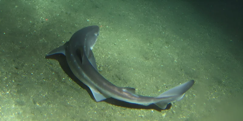 Kurznasen Dornhai Squalus megalops liegt auf Sand