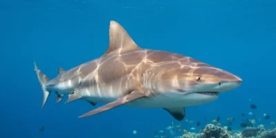 Nuove prove al largo di Nantucket: squalo bianco caccia foche grigie