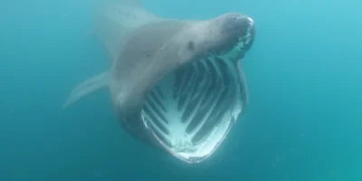 Bocca aperta dello squalo pellegrino Cetorhinus maximus