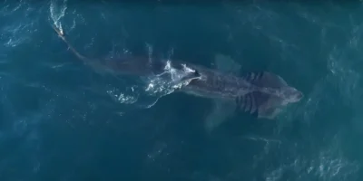 Squalo pellegrino Cetorhinus maximus visto dall'alto nel mare delle Isole del Canale