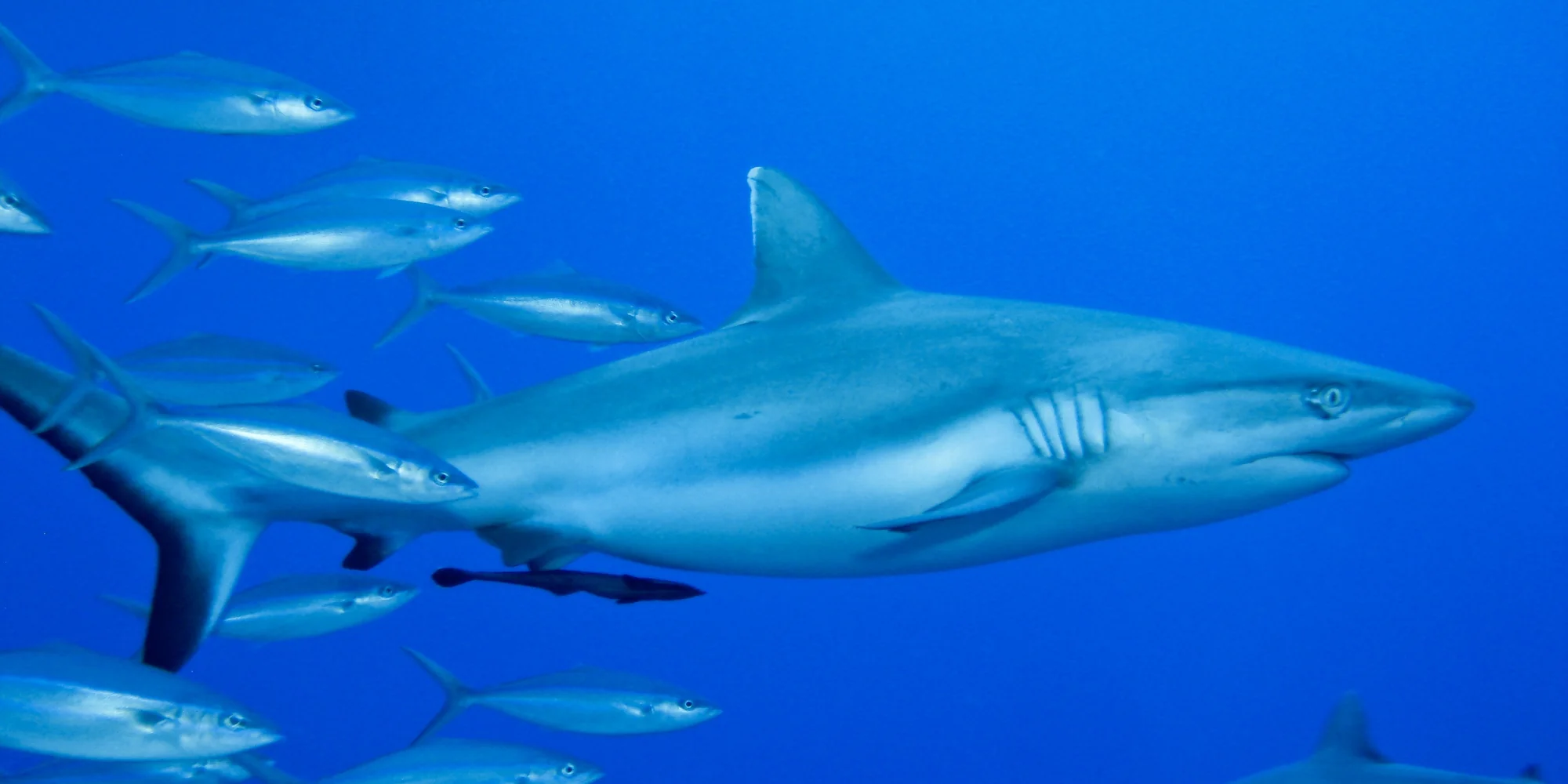 Squalo dalle punte argentate Carcharhinus albimarginatus in acque blu con pesci