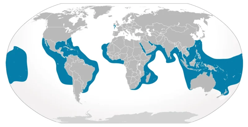 Squalo tigre (Galeocerdo cuvier) mappa di distribuzione e habitat
