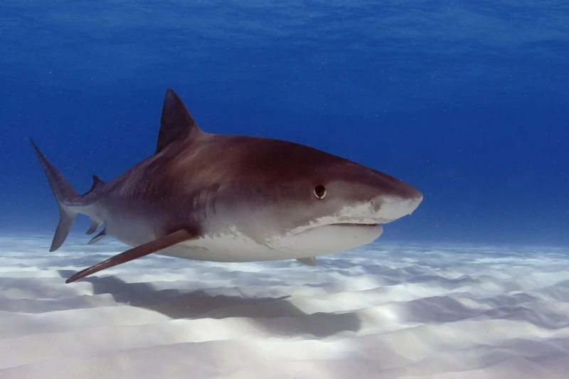 Squalo tigre Galeocerdo cuvier in acque basse sopra sabbia bianca